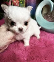 Extraordinary Dollface Boy , a male Chihuahua for sale in Tracy, CA – 4 of 6
