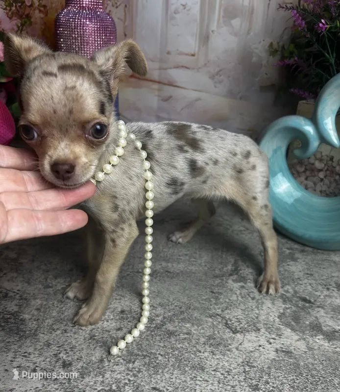 Sarah -Regular  toy size  – Chihuahua puppy for sale in Tracy, CA