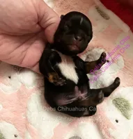 Little TACO JACK , a male Chihuahua for sale in Tracy, CA – 2 of 3