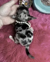 Tiny TIGER LILY see Video, a female Chihuahua for sale in Tracy, CA – 4 of 8