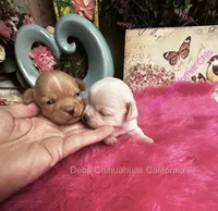 Tiny Marshmellow  , a male Chihuahua for sale in Tracy, CA – 3 of 8