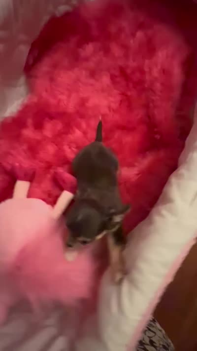 Teensy Gremlin  - See Video, a male Chihuahua for sale in Tracy, CA – 5 of 5