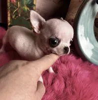 XTiny MONROE, a female Chihuahua for sale in Tracy, CA – 2 of 2