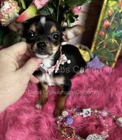 Little CITY GIRL , a female Chihuahua for sale in Tracy, CA – 4 of 5