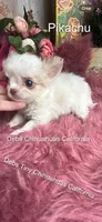 PIKACHU see Video , a male Chihuahua for sale in Tracy, CA – 6 of 8