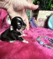 Deb’s California  LC Tiny PEPE LE PEW, a male Chihuahua for sale in Tracy, CA – 2 of 5