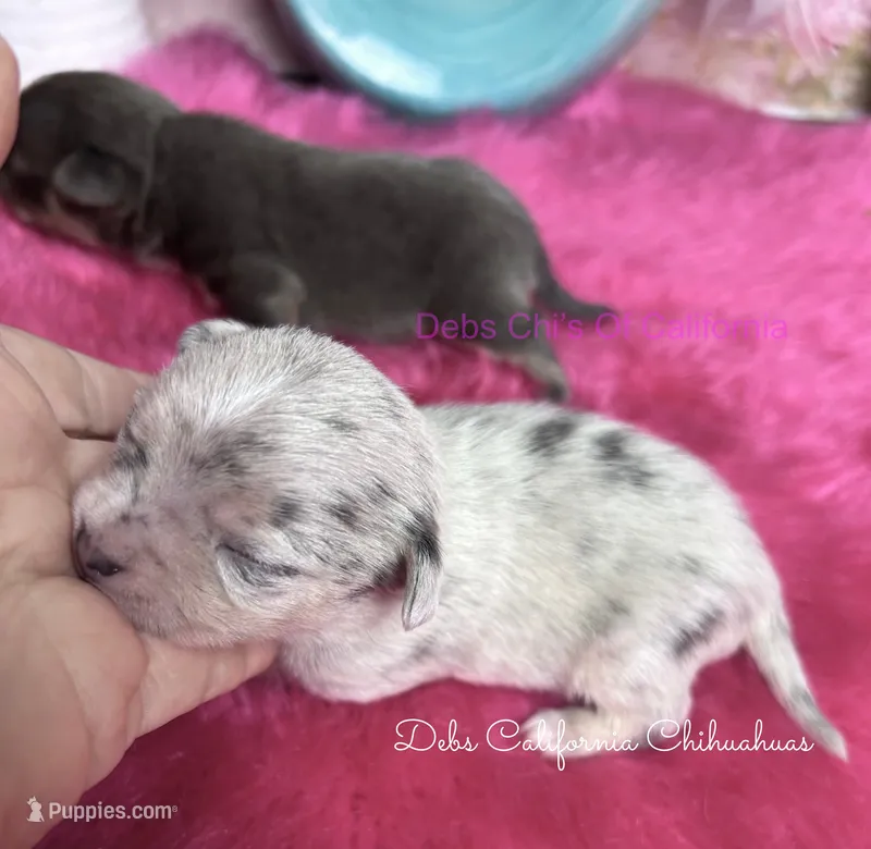 Tiny STERLING – Chihuahua puppy for sale in Tracy, CA