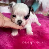LC Little  LONDON, a female Chihuahua for sale in Tracy, CA – 3 of 4