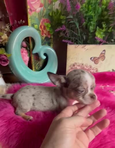 ROLEX- Videos! Includes Nanny Delivery, a male Chihuahua for sale in Tracy, CA – 8 of 8