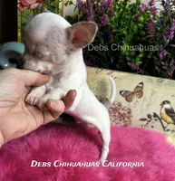 Little  STERLING - Pics parents, a male Chihuahua for sale in Tracy, CA – 6 of 6