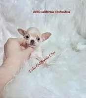Little  COWBOY , a male Chihuahua for sale in Tracy, CA – 4 of 5