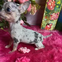 Debs California MISTY , a female Chihuahua for sale in Tracy, CA – Photo 5 of 7