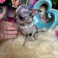 Debs California MISTY , a female Chihuahua for sale in Tracy, CA – Photo 1 of 7