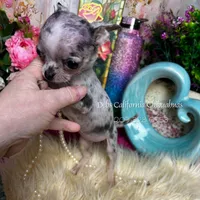 Debs California MISTY , a female Chihuahua for sale in Tracy, CA – Photo 4 of 7