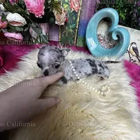 Debs California MISTY , a female Chihuahua for sale in Tracy, CA – Photo 7 of 7