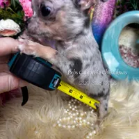Debs California MISTY , a female Chihuahua for sale in Tracy, CA – Photo 3 of 7