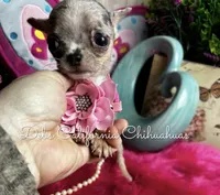 Tiny MISTY BLUE , a female Chihuahua for sale in Tracy, CA – Photo 1 of 5