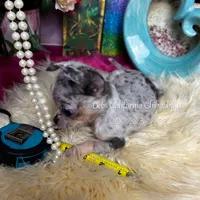 Debs California MISTY , a female Chihuahua for sale in Tracy, CA – Photo 6 of 7