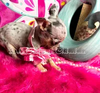 Tiny MISTY BLUE , a female Chihuahua for sale in Tracy, CA – Photo 3 of 5