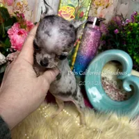 Debs California MISTY , a female Chihuahua for sale in Tracy, CA – Photo 2 of 7