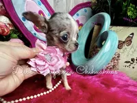 Tiny MISTY BLUE , a female Chihuahua for sale in Tracy, CA – Photo 4 of 5