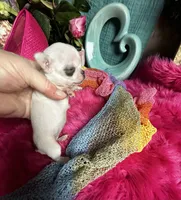 Teensy Monroe , a female Chihuahua for sale in Tracy, CA – 4 of 4