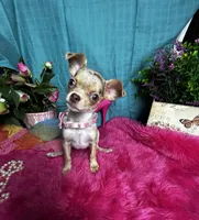 SARAH   2 Videos, a male Chihuahua for sale in Tracy, CA – 5 of 7