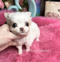 Tiny POWDER, a male Chihuahua for sale in Tracy, CA – 6 of 6