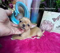 Deb’s Ca RED  BUTTON, a male Chihuahua for sale in Tracy, CA – 6 of 7