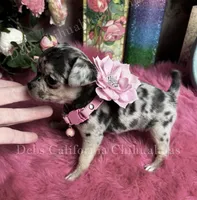 Bam Bam PEBBLES , a female Chihuahua for sale in Tracy, CA – 1 of 5