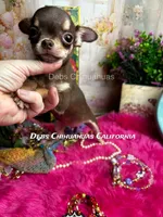 Little HERSHEY, a male Chihuahua for sale in Tracy, CA – 3 of 4