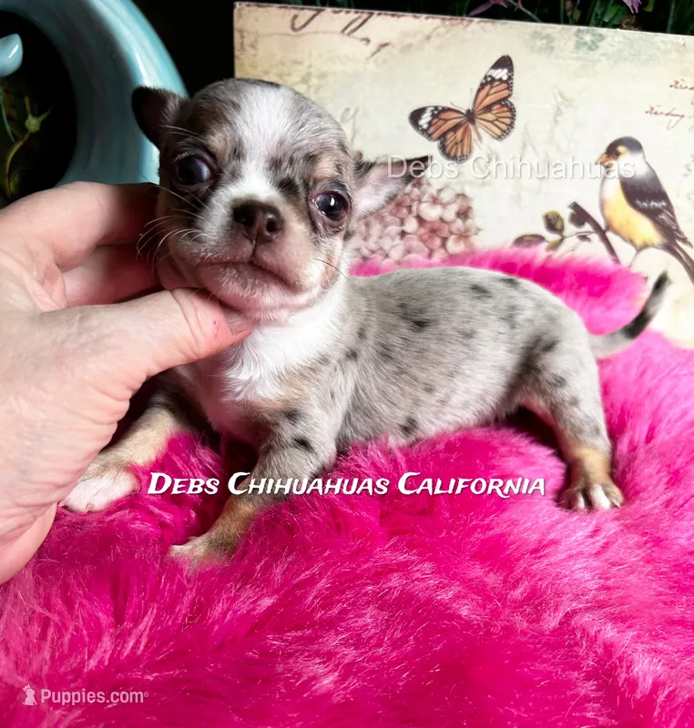 Little ROLEX - Pics Parents – Chihuahua puppy for sale in Tracy, CA