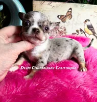 Little ROLEX - Pics Parents, a male Chihuahua for sale in Tracy, CA – 2 of 5