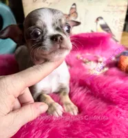 ROLEX- Videos! Includes Nanny Delivery, a male Chihuahua for sale in Tracy, CA – 3 of 8