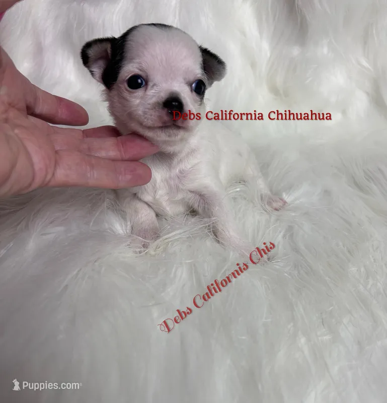  Tiny WEENSY  – Chihuahua puppy for sale in Tracy, CA