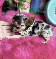 Tiny TIGER LILY see Video, a female Chihuahua for sale in Tracy, CA – 2 of 8