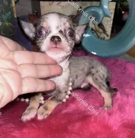 DEBS CALIF CHIS tint  DISCO - Videos!, a male Chihuahua for sale in Tracy, CA – 5 of 8