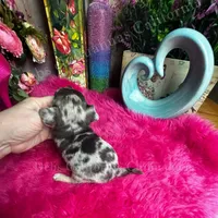 Little  PEBBLES , a female Chihuahua for sale in Tracy, CA – 3 of 4