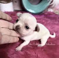  Little MONROE, a female Chihuahua for sale in Tracy, CA – 3 of 3