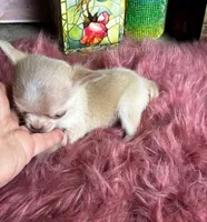Mini  SPARROW , a male Chihuahua for sale in Tracy, CA – 7 of 7