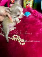 Exceptional  SPARROW , a male Chihuahua for sale in Tracy, CA – Photo 2 of 4