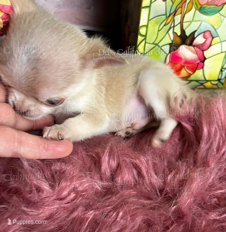 Mini  SPARROW  – Chihuahua puppy for sale in Tracy, CA