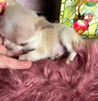 Mini  SPARROW , a male Chihuahua for sale in Tracy, CA – 5 of 7