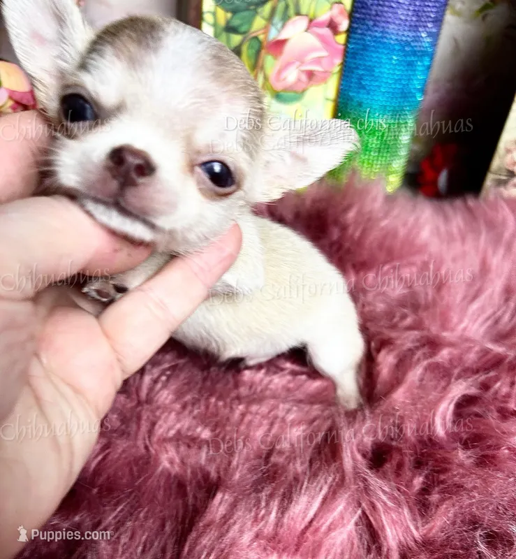 Mini  SPARROW  – Chihuahua puppy for sale in Tracy, CA