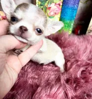 Mini  SPARROW , a male Chihuahua for sale in Tracy, CA – 1 of 7