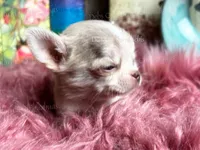 Mini  SPARROW , a male Chihuahua for sale in Tracy, CA – 4 of 7