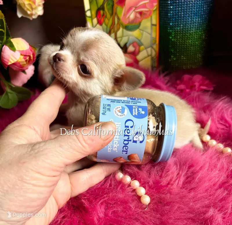 XTiny SPARROW  – Chihuahua puppy for sale in Tracy, CA