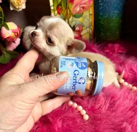 Exceptional  SPARROW , a male Chihuahua for sale in Tracy, CA – Photo 4 of 4