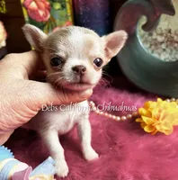 Exceptional  SPARROW , a male Chihuahua for sale in Tracy, CA – Photo 3 of 4