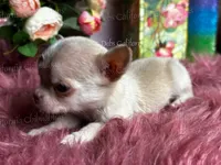 Mini  SPARROW , a male Chihuahua for sale in Tracy, CA – 6 of 7